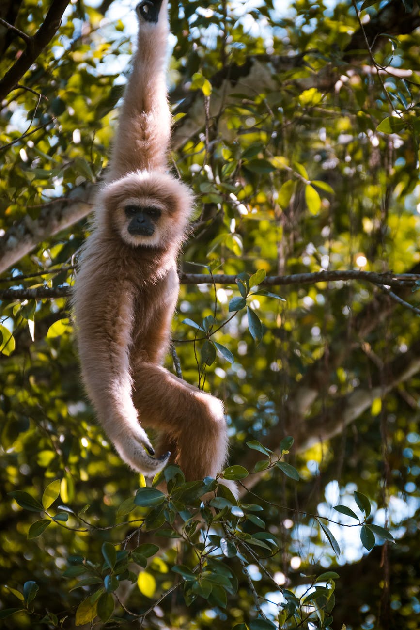 Hoolock Gibbon