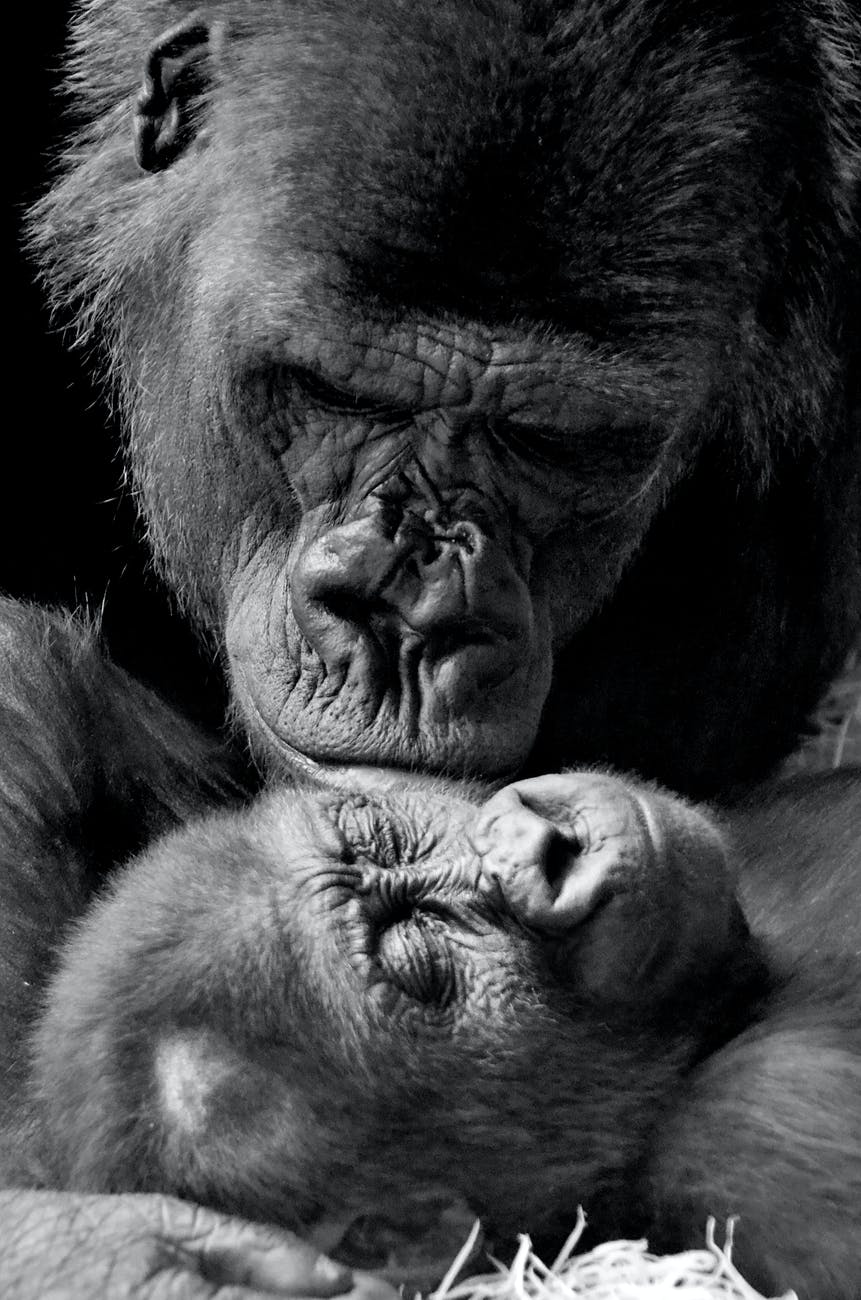 Gorilla mother and child
