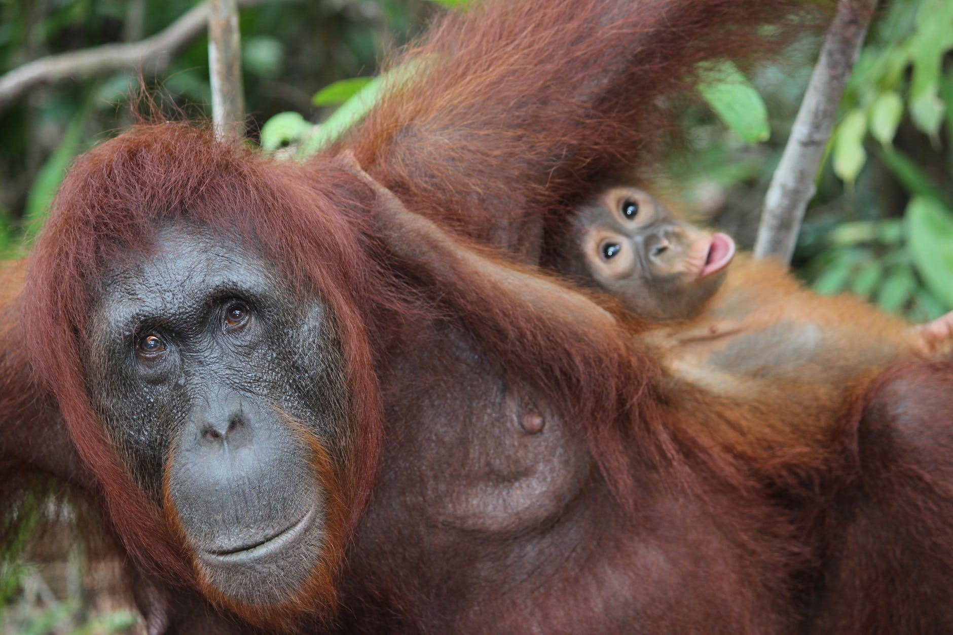 Orangutan mother and baby