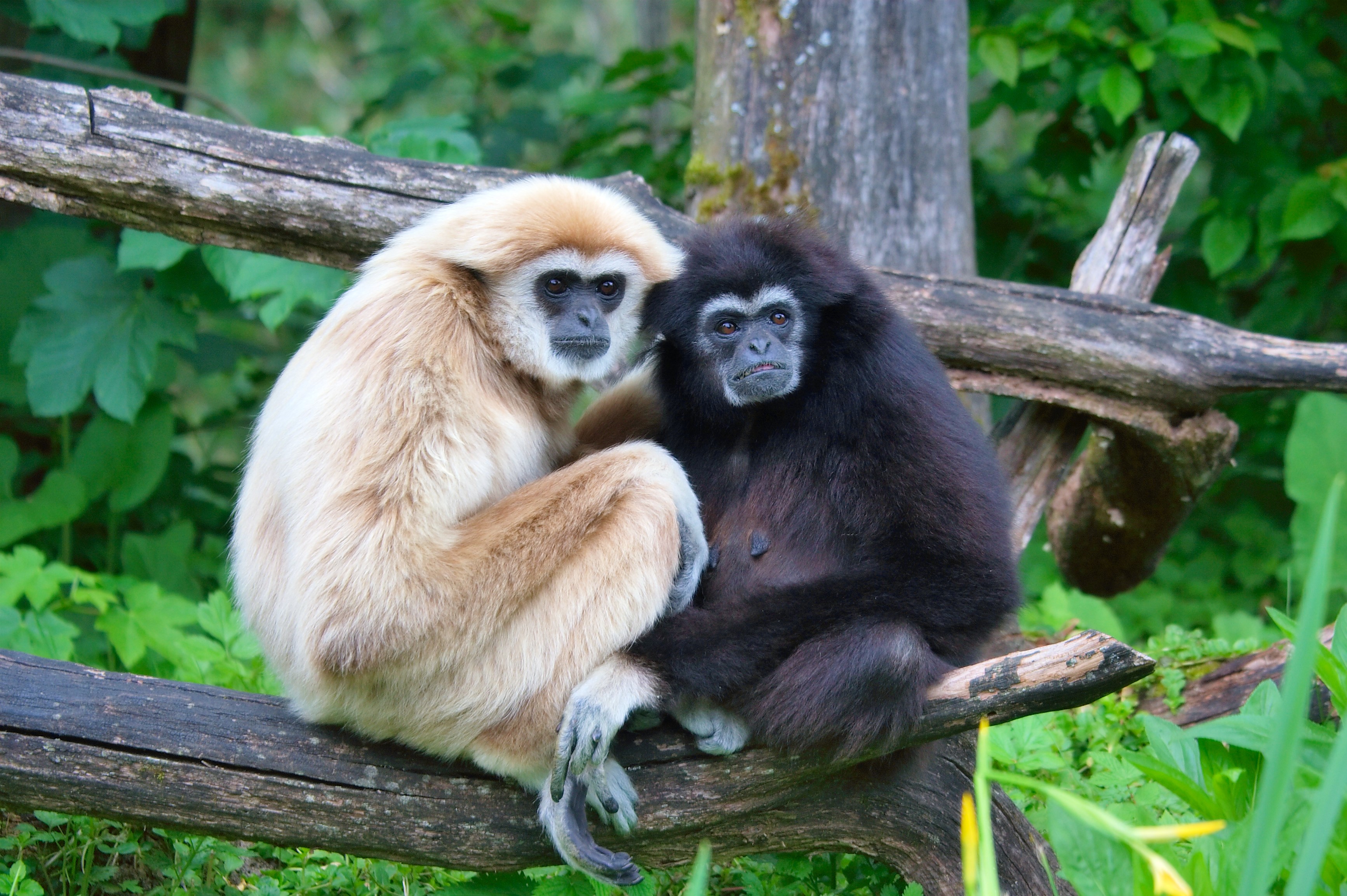 Pair of Lar Gibbons at Salzburg zoo