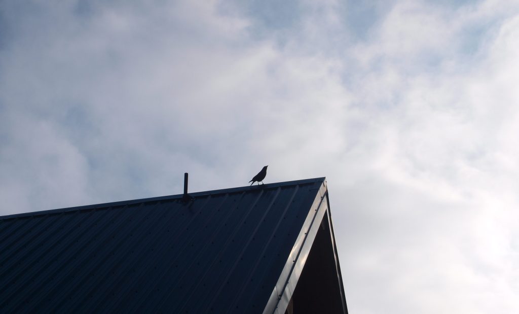 A Secret History of Crows and Ice