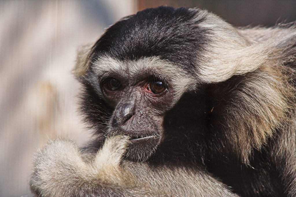 Pileated Gibbon
