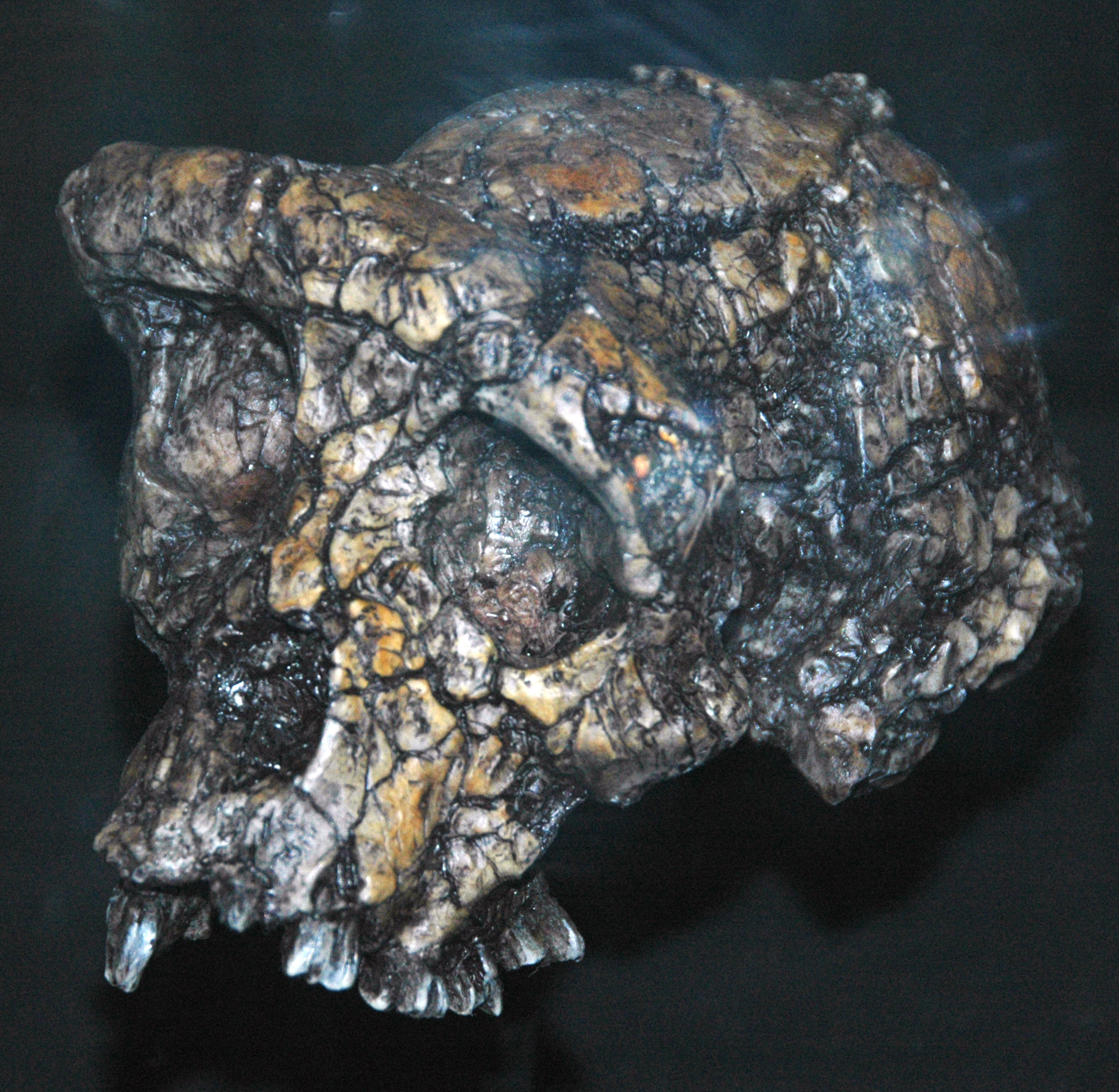 Sahelanthropus tchandensis skull