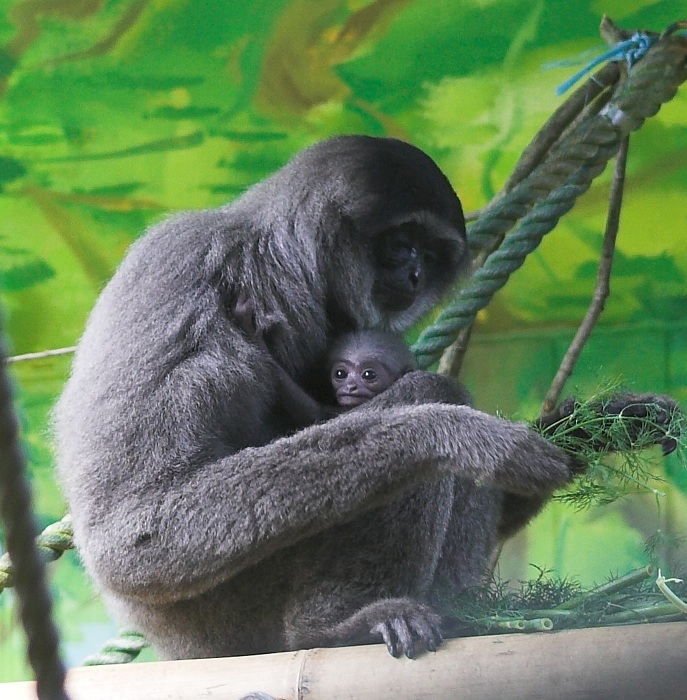 Silvery Gibbon and baby
