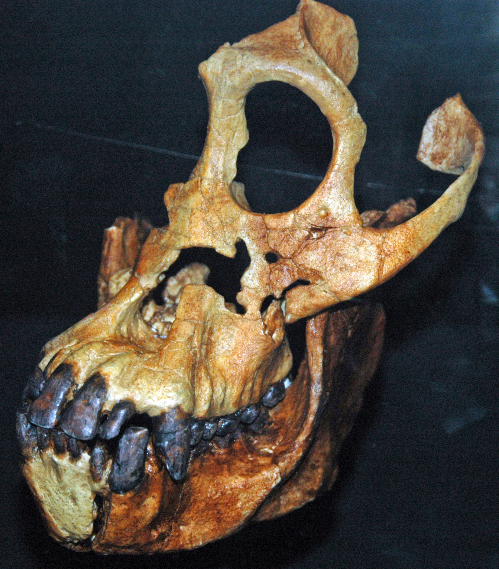Sivipithecus skull