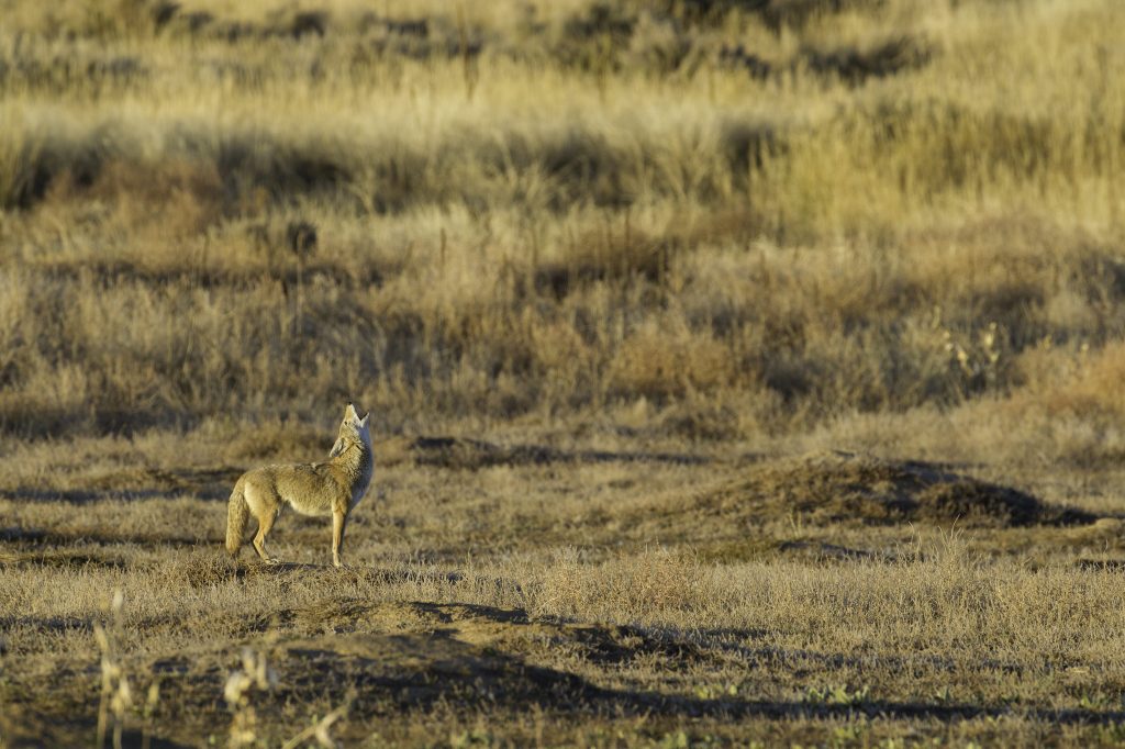 On Truth and History in Secwepemcúl̓ecw