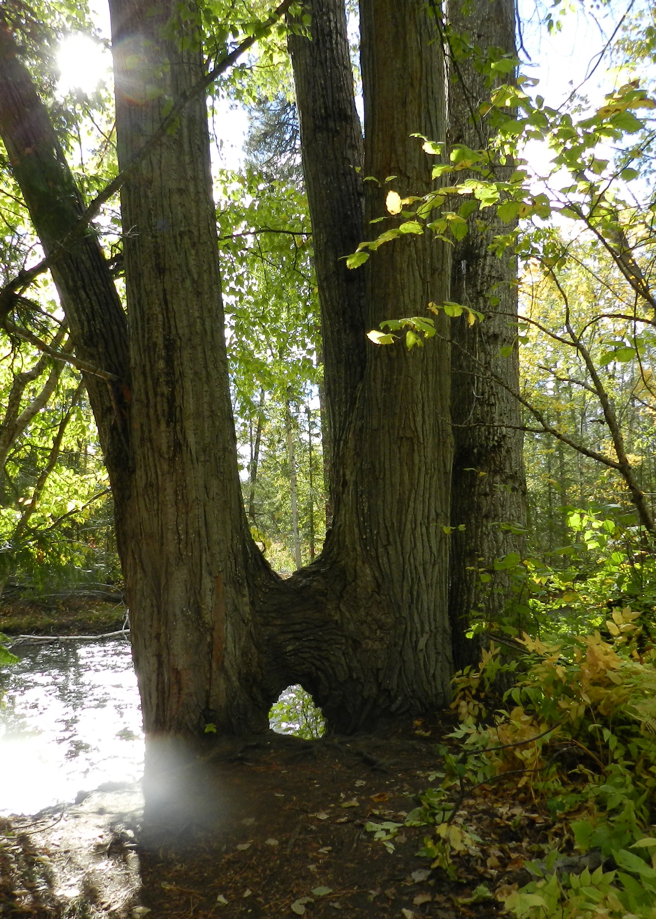 Black Cottonwood Inosculation