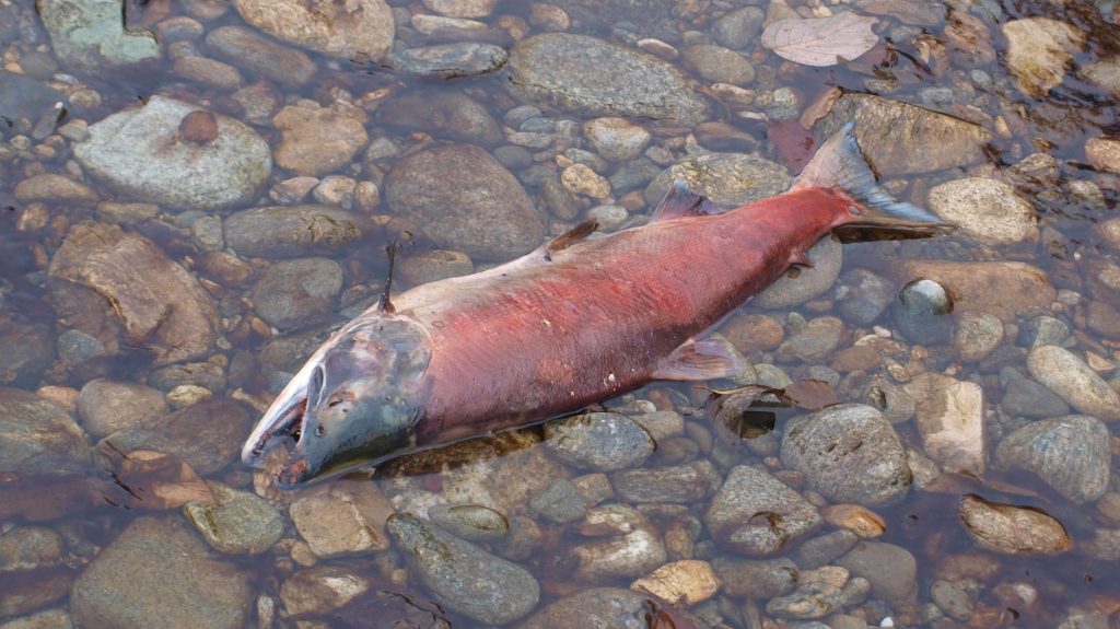 Where the Water Runs Red with&nbsp;Life