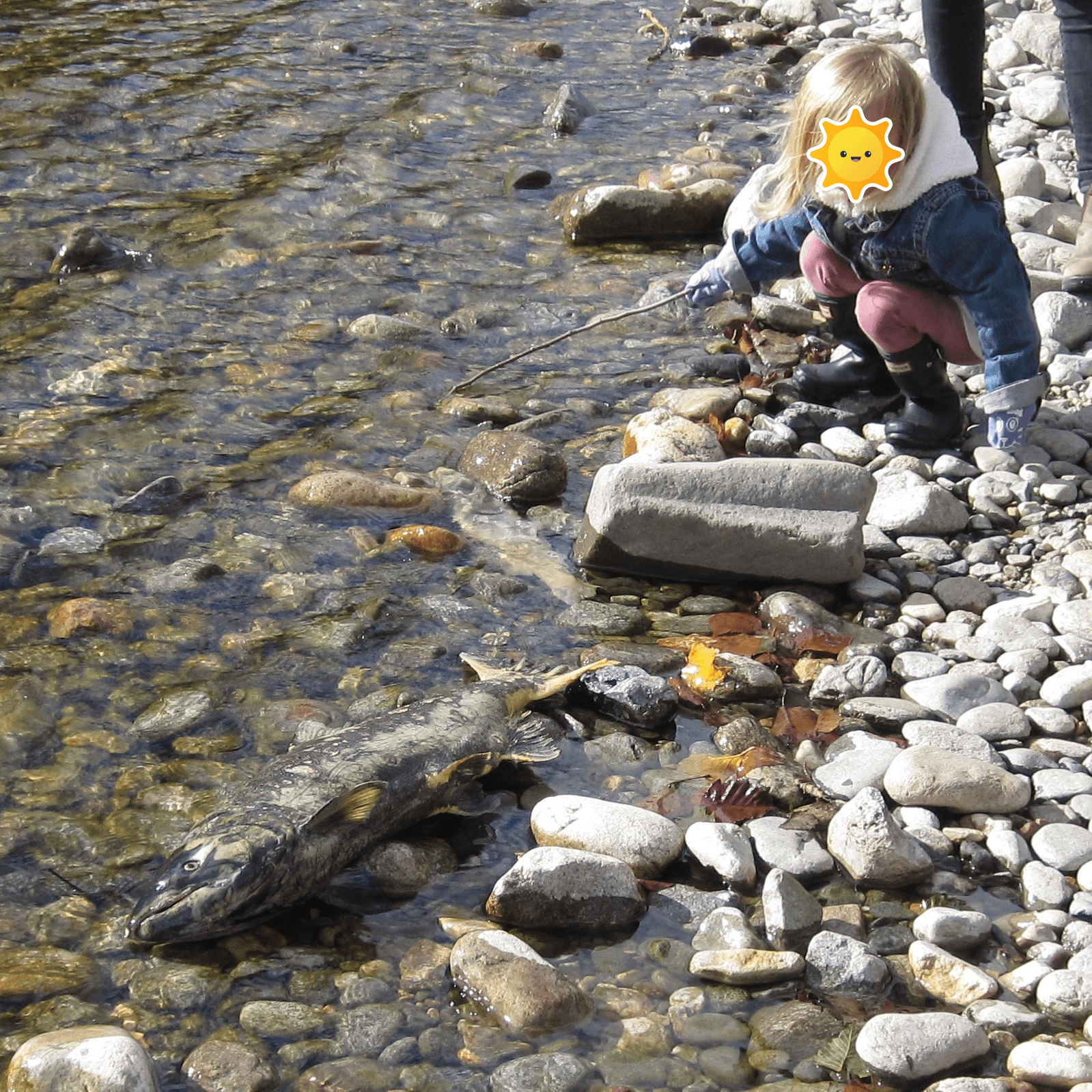 Child with stick examines salmon