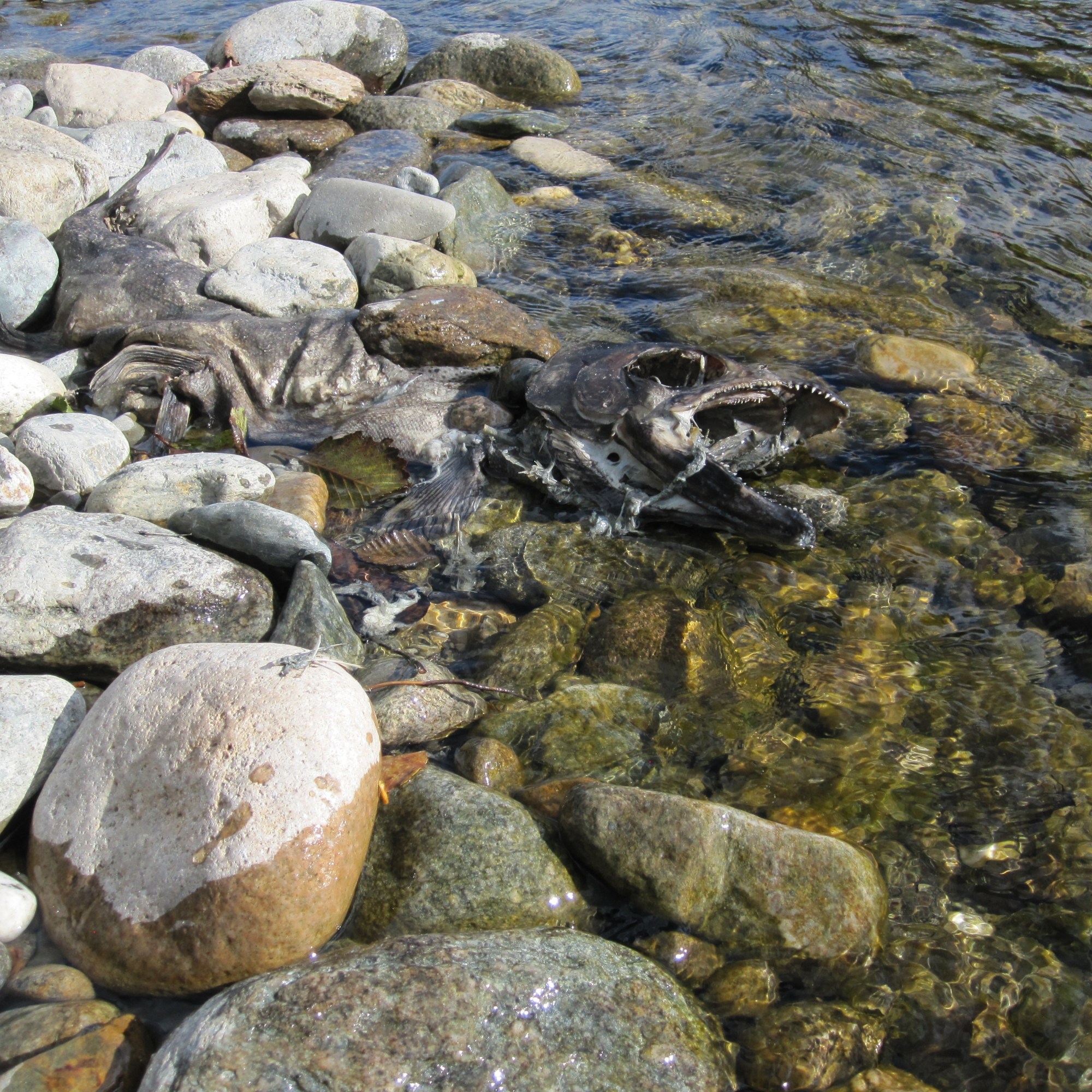 Very decomposed salmon